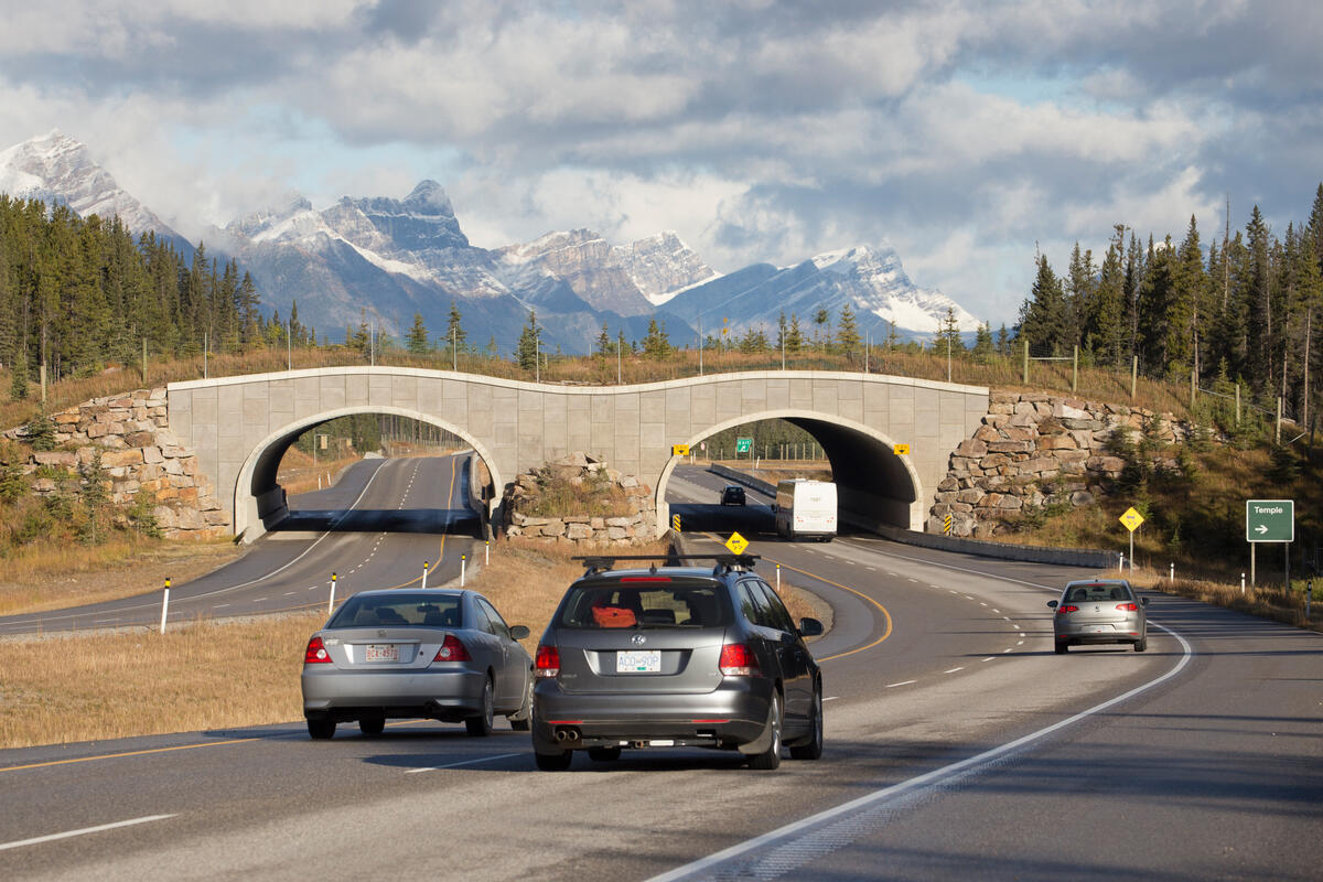 overpass across a busy highway provides a wildlife corridor in Banff National Park, Alberta, Canada. © naturepl.com / SCOTLAND: The Big Picture / WWF