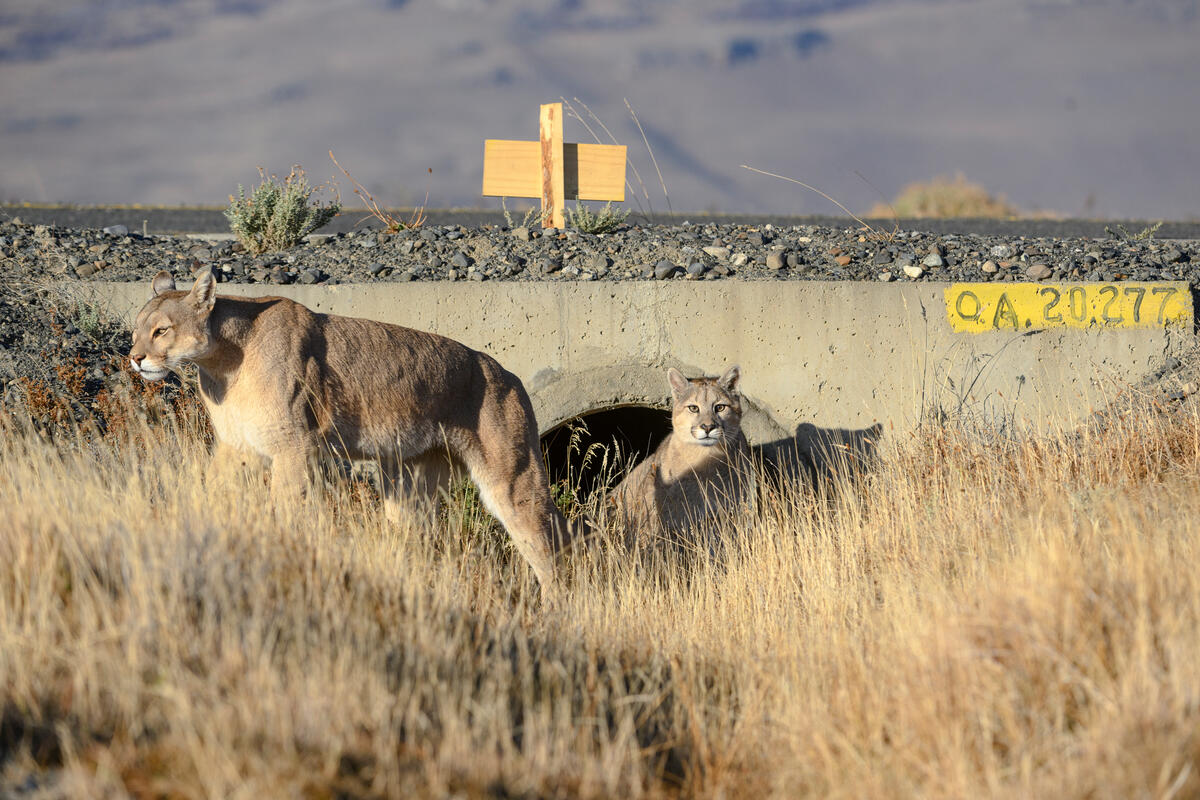 emerge from a culvert beneath a road in Torres del Paine National Park in Patagonia, Chile. © Nick Garbutt / naturepl.com / WWF